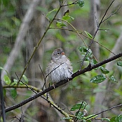 Field Sparrow, Goose Island State Park, Ingelstad, Texas